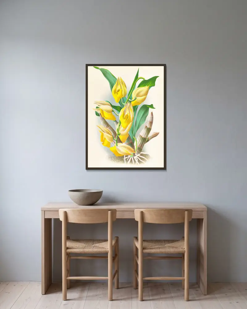 Catasetum macrocarpum, Jean Jules Linden v rámu na stěně