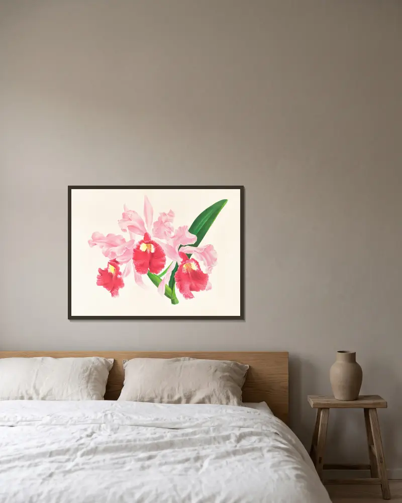 Cattleya gigas av Jean Jules Linden inramad på en vägg