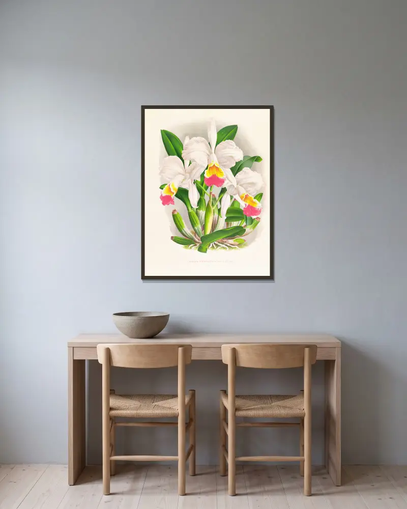 Cattleya kimballiana av Jean Jules Linden inramad på en vägg