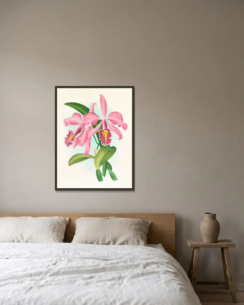 Cattleya maxima. av Jean Jules Linden inramad på en vägg