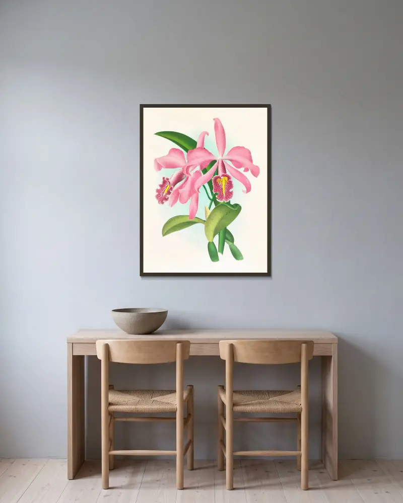 Cattleya maxima. av Jean Jules Linden inramad på en vägg