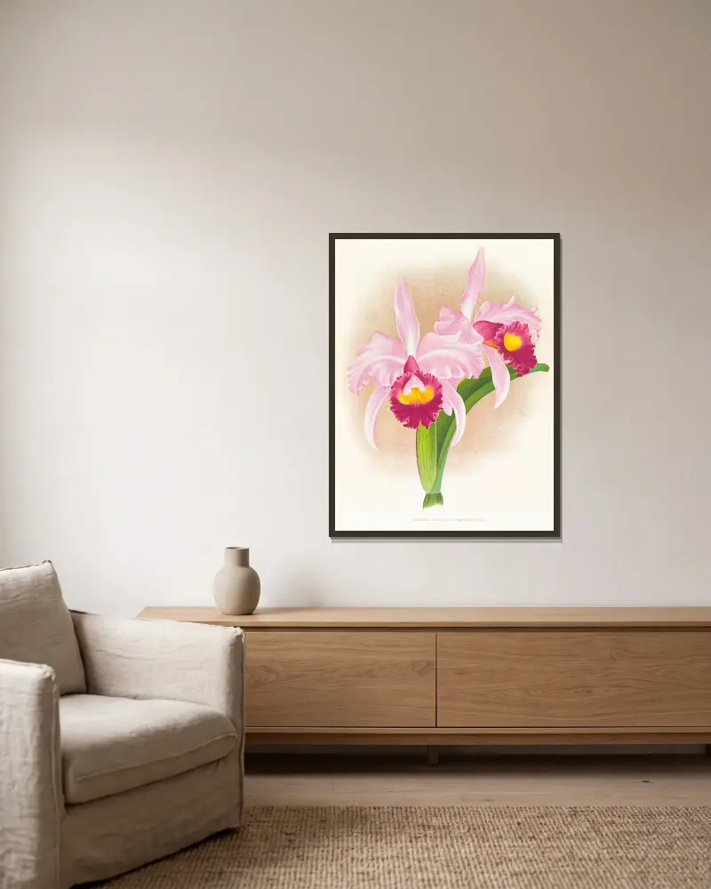Cattleya trianae var. purpurata av Jean Jules Linden inramad på en vägg