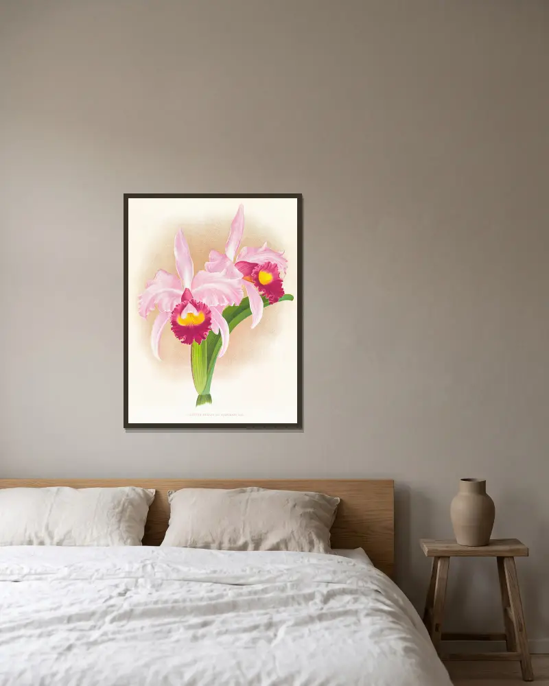 Cattleya trianae var. purpurata av Jean Jules Linden inramad på en vägg