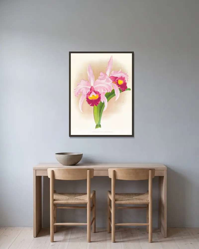 Cattleya trianae var. purpurata av Jean Jules Linden inramad på en vägg