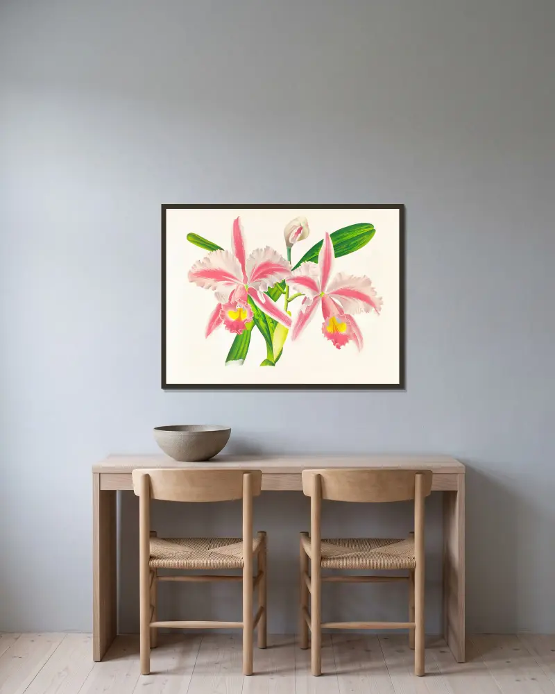 Cattleya Trianae var striata von Jean Jules Linden gerahmt an einer Wand