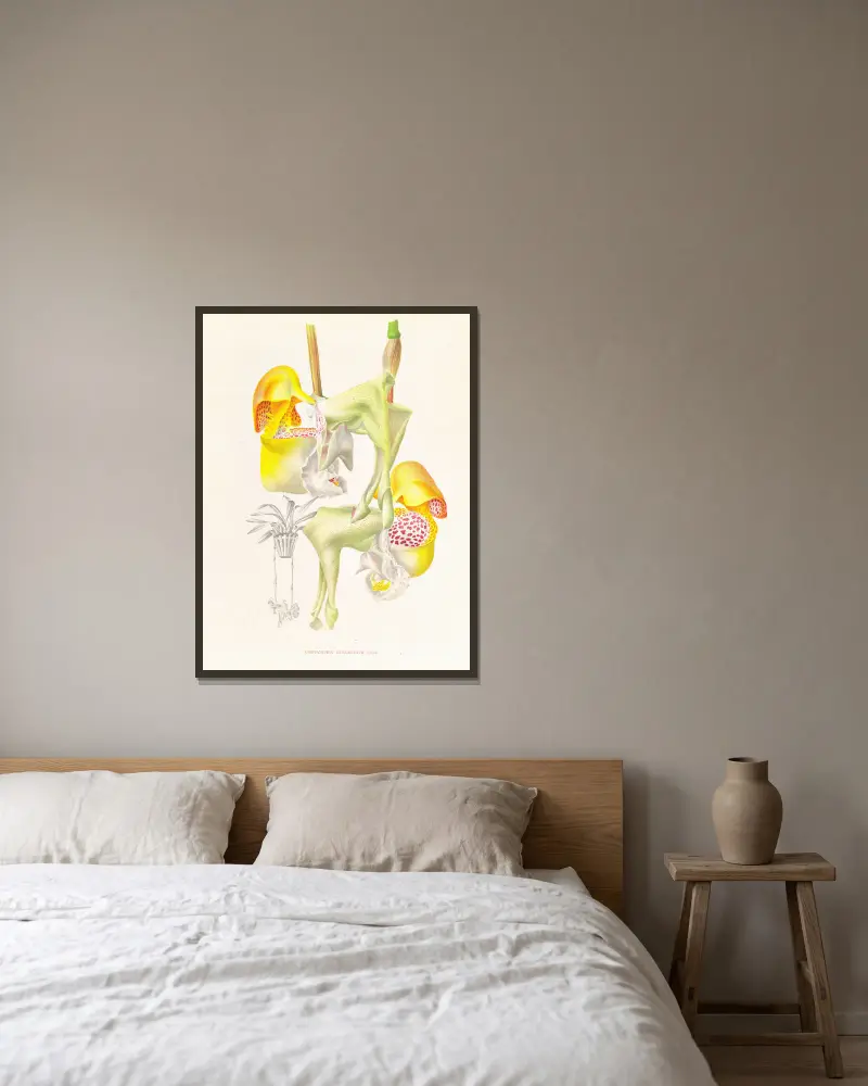 Coryanthes bungerothi av Jean Jules Linden inramad på en vägg