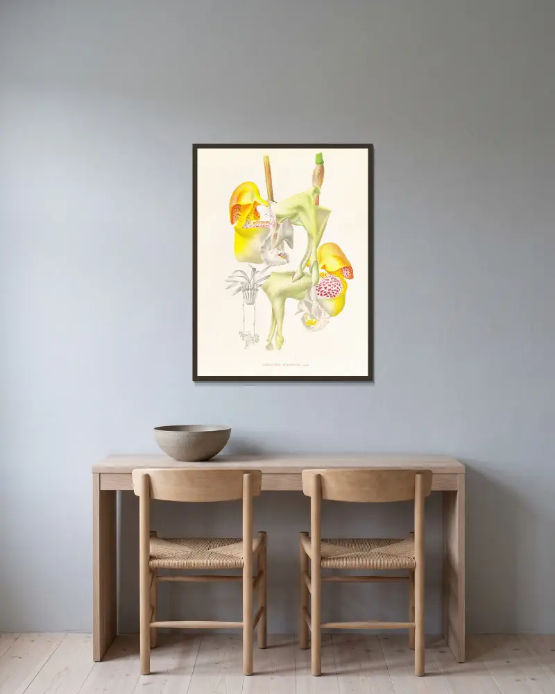 Coryanthes bungerothi av Jean Jules Linden inramad på en vägg