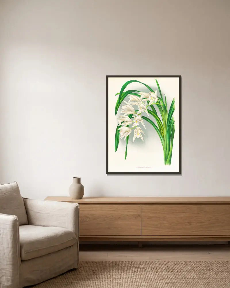 Cymbidium mastersi av Jean Jules Linden inramad på en vägg