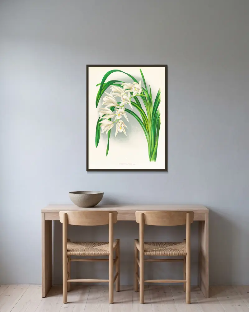 Cymbidium mastersi av Jean Jules Linden inramad på en vägg