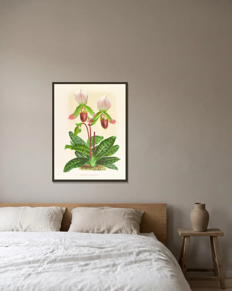 Cypripedium callosum av Jean Jules Linden inramad på en vägg
