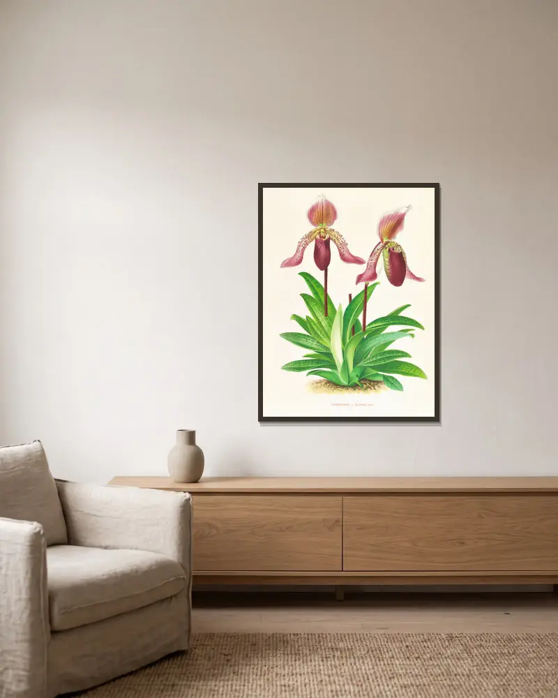 Cypripedium fraseri av Jean Jules Linden inramad på en vägg