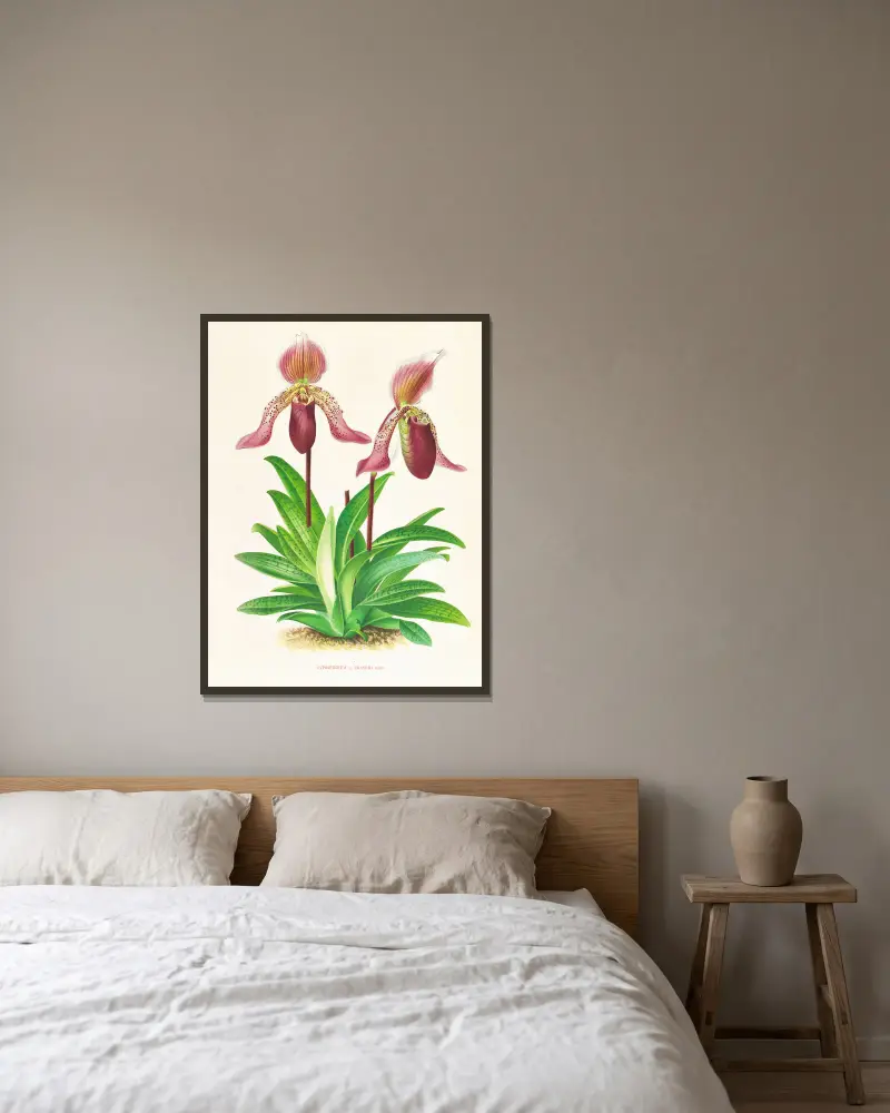 Cypripedium fraseri av Jean Jules Linden inramad på en vägg