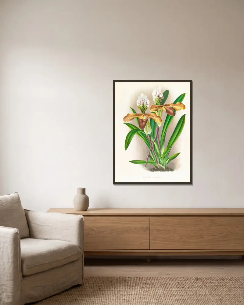 Cypripedium nitens av Jean Jules Linden inramad på en vägg