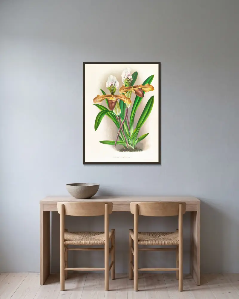 Cypripedium nitens av Jean Jules Linden inramad på en vägg