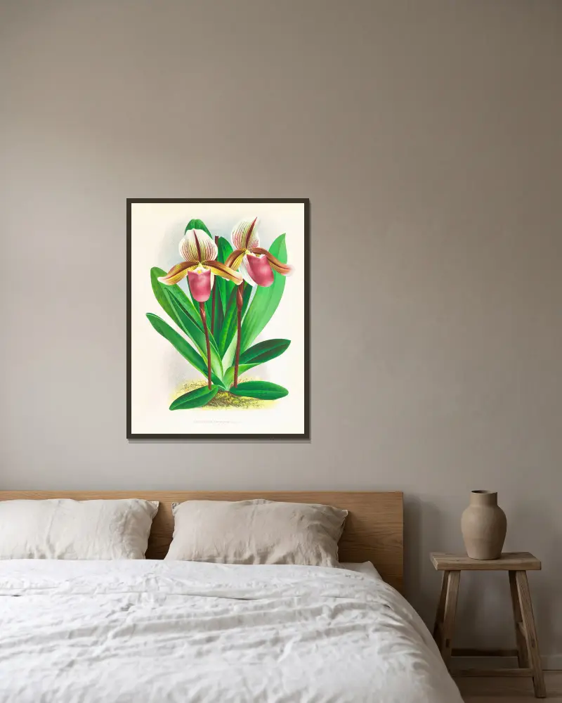 Cypripedium orphanum, Jean Jules Linden v rámu na stěně