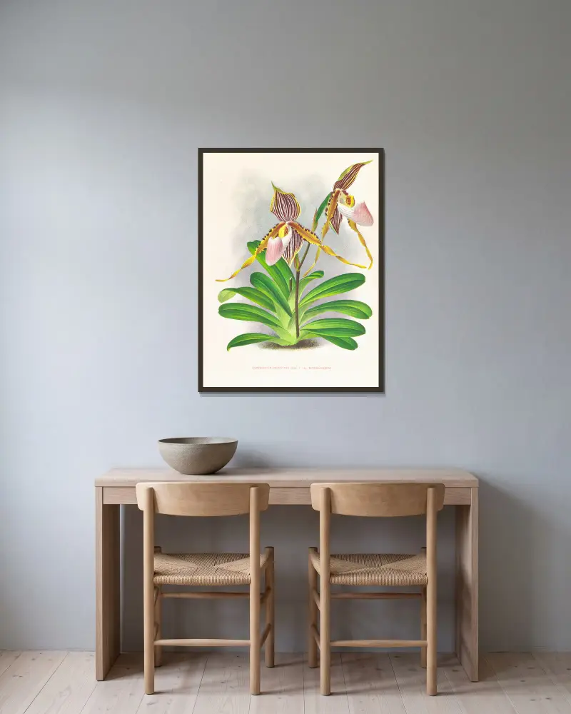 Cypripedium praestans var kimballianum av Jean Jules Linden inramad på en vägg