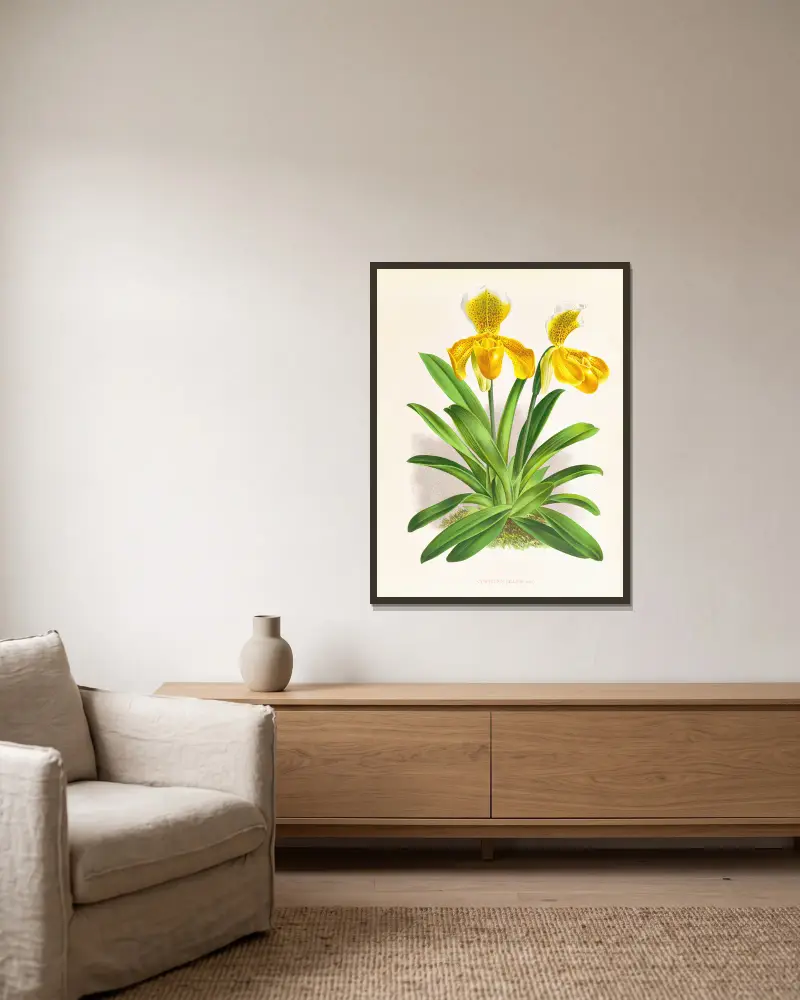 Cypripedium sallieri av Jean Jules Linden inramad på en vägg