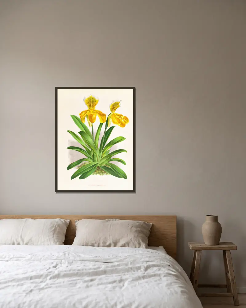 Cypripedium sallieri av Jean Jules Linden inramad på en vägg