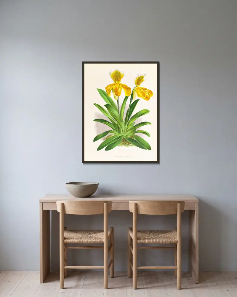 Cypripedium sallieri av Jean Jules Linden inramad på en vägg