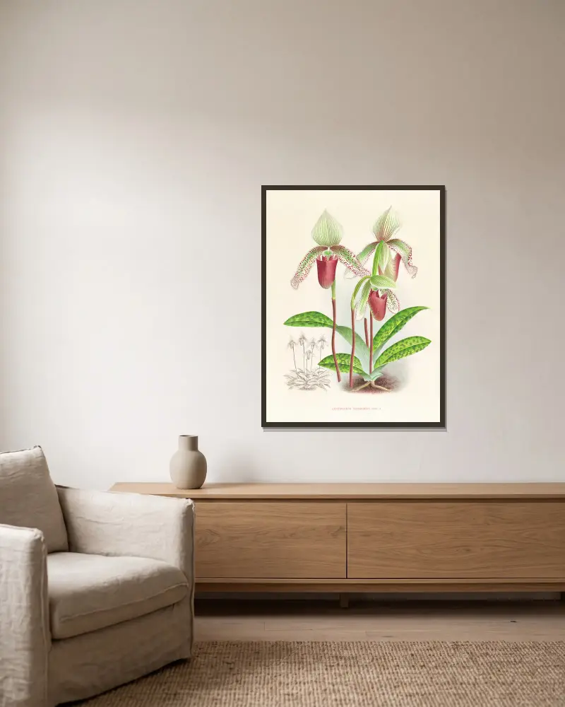 Cypripedium superbiens av Jean Jules Linden inramad på en vägg