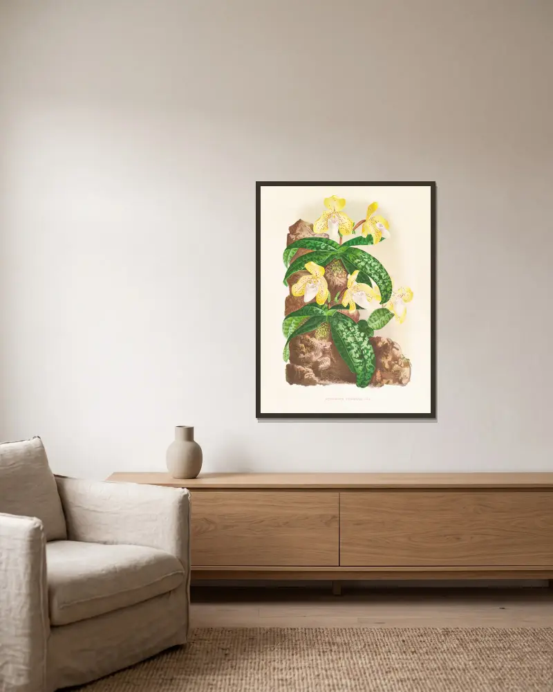 Cypripedium tonkinense av Jean Jules Linden inramad på en vägg