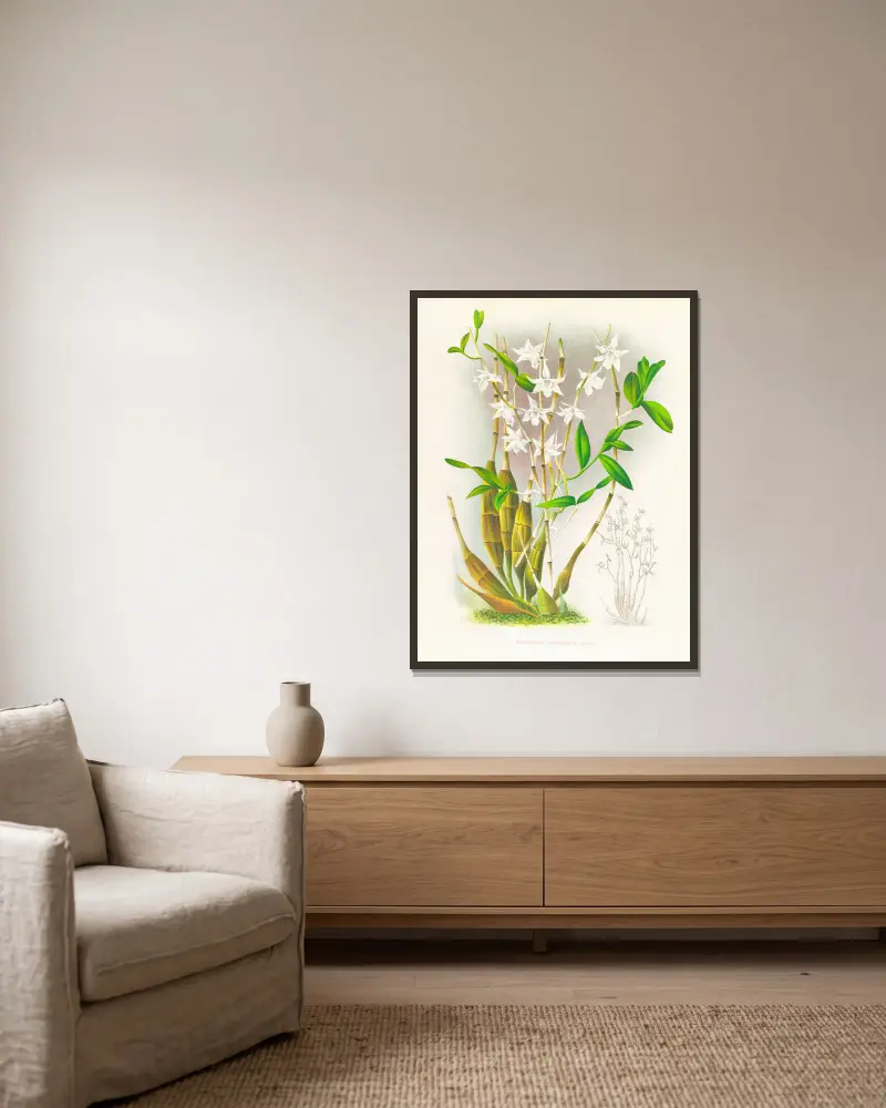 Dendrobium crumenatum av Jean Jules Linden inramad på en vägg