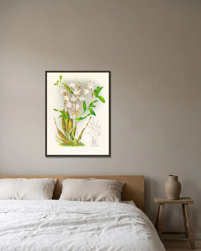 Dendrobium crumenatum av Jean Jules Linden inramad på en vägg