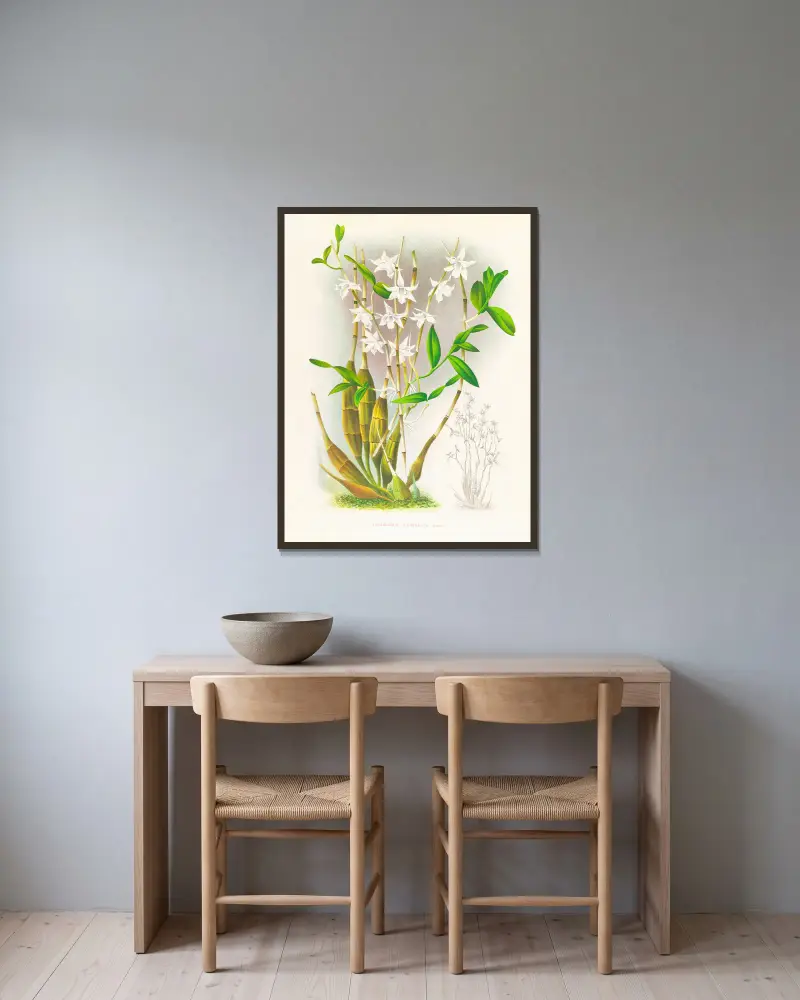 Dendrobium crumenatum av Jean Jules Linden inramad på en vägg