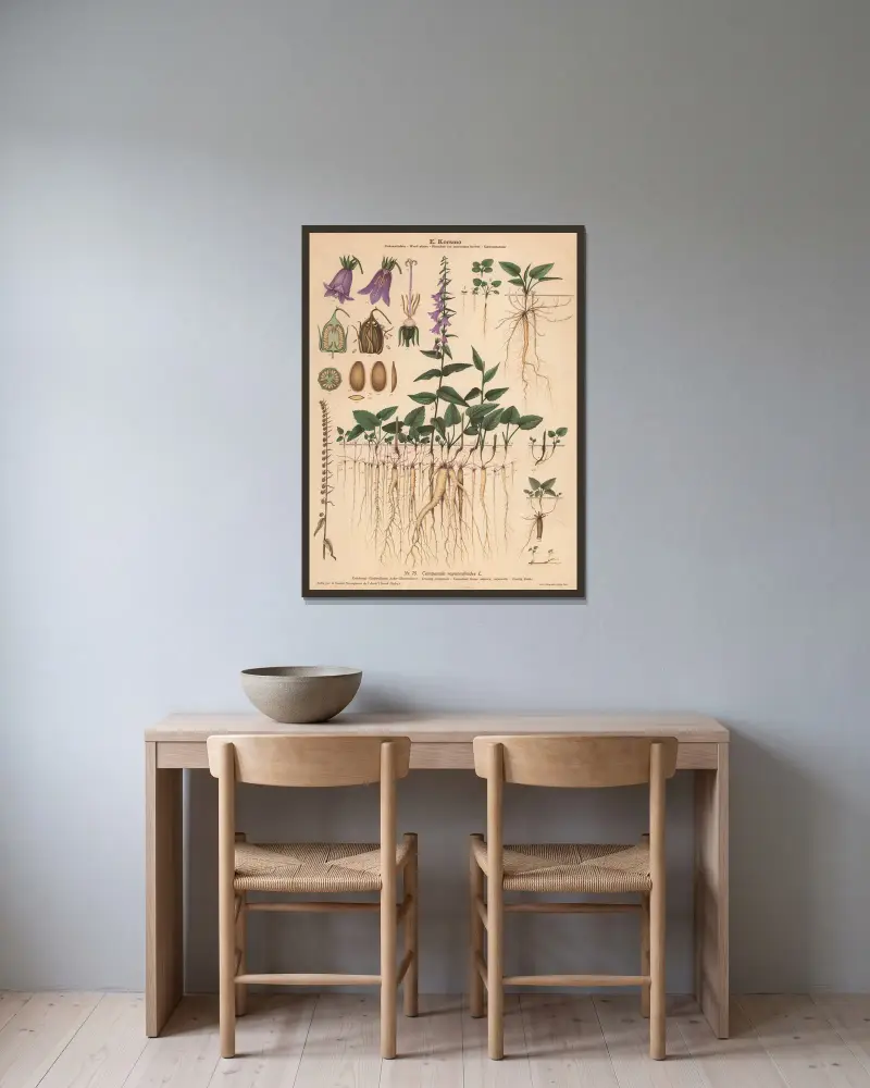 Creeping campanula av Knut Quelprud inramad på en vägg