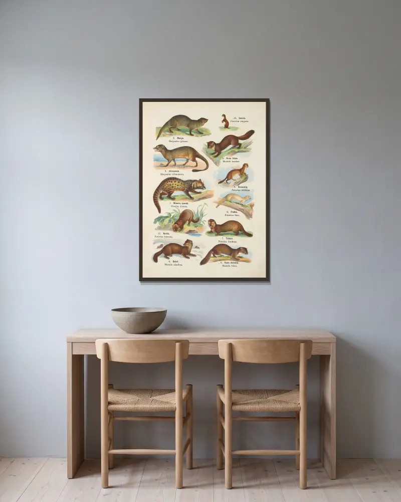 Atlas des Tierreichs Taf. 9 von Kurt Lampert gerahmt an einer Wand