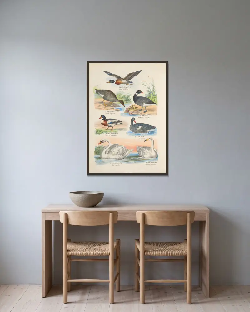 Atlas des Tierreichs, Tafel 90 von Kurt Lampert gerahmt an einer Wand