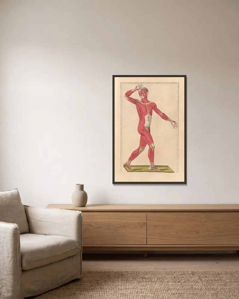 Bartholomaei Eustachii anatomici summi Romanae archetypae tabulae anatomicae novis explicationibus Pl.30 von Pier Leone Ghezzi gerahmt an einer Wand