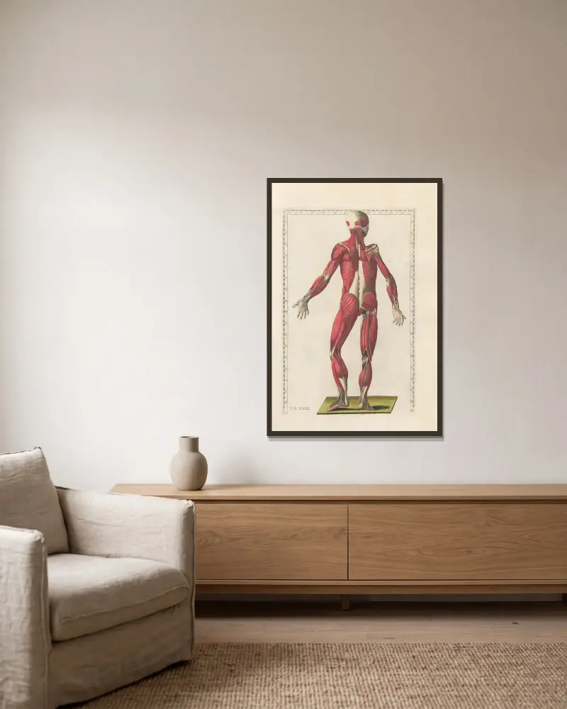 Bartolomeo Eustachis anatomiska planscher, romerska original, med nya förklaringar, plansch 29 av Pier Leone Ghezzi inramad på en vägg