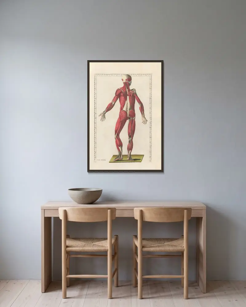 Bartolomeo Eustachis anatomiska planscher, romerska original, med nya förklaringar, plansch 29 av Pier Leone Ghezzi inramad på en vägg