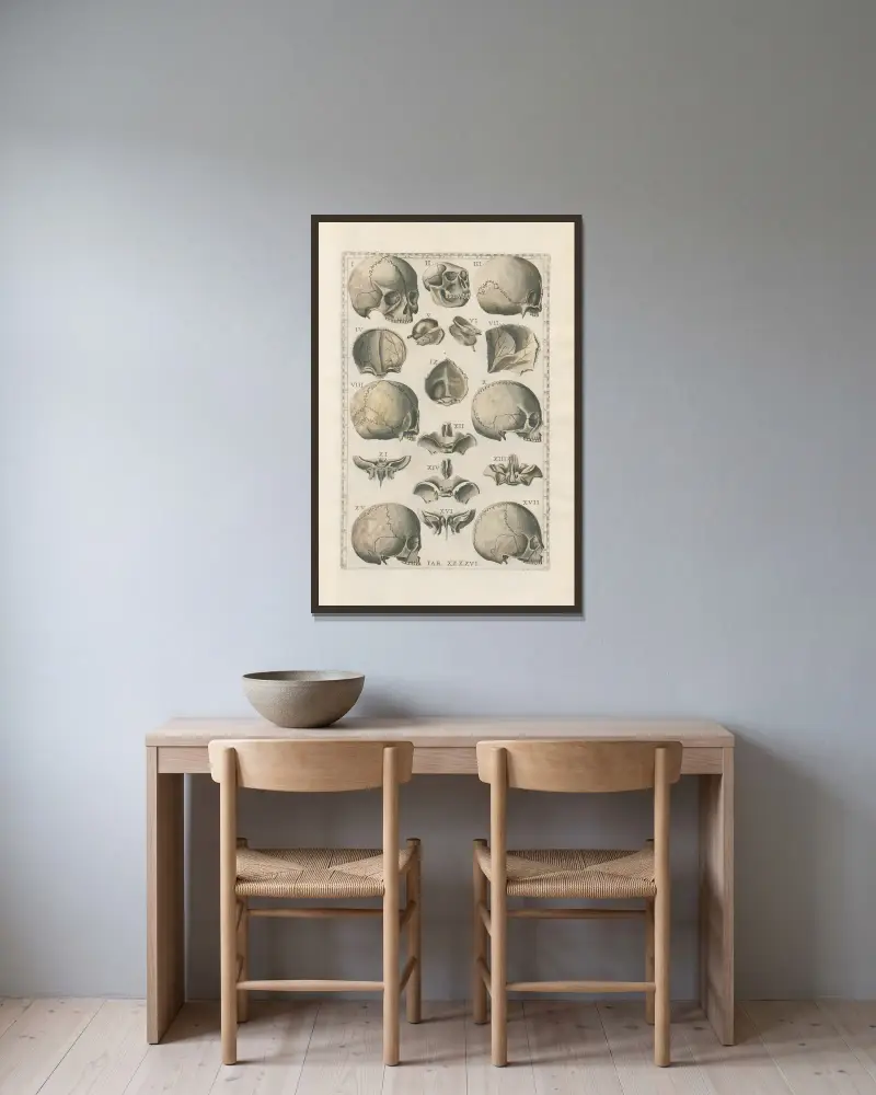 Bartolomeo Eustachis anatomiska planscher, romerska original, med nya förklaringar, plansch 46 av Pier Leone Ghezzi inramad på en vägg