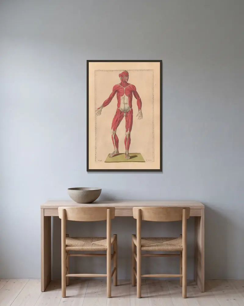Bartolomeo Eustachis anatomiska planscher, romerska original, med nya förklaringar, plansch 28 av Pier Leone Ghezzi inramad på en vägg