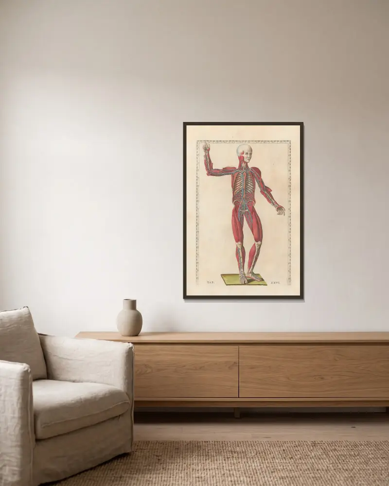 Bartolomeo Eustachis anatomiska planscher, romerska original, med nya förklaringar, plansch 26 av Pier Leone Ghezzi inramad på en vägg