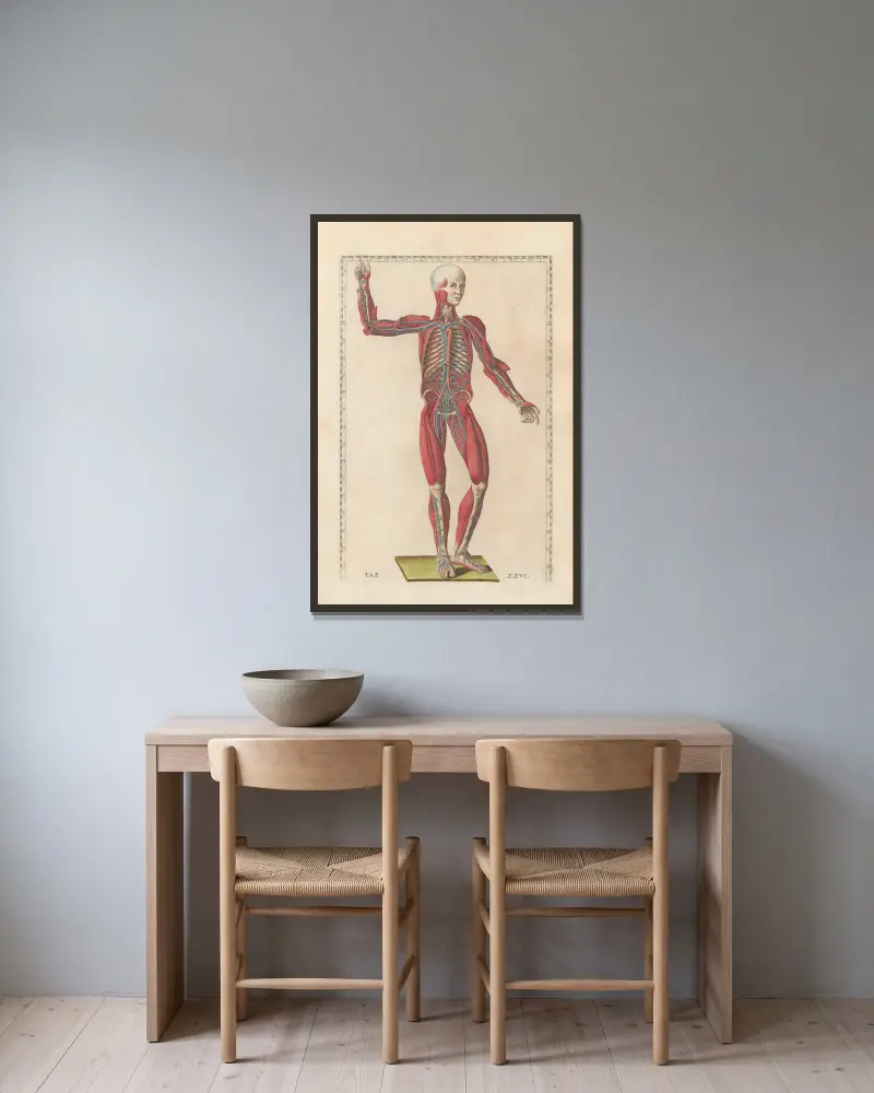 Bartolomeo Eustachis anatomiska planscher, romerska original, med nya förklaringar, plansch 26 av Pier Leone Ghezzi inramad på en vägg
