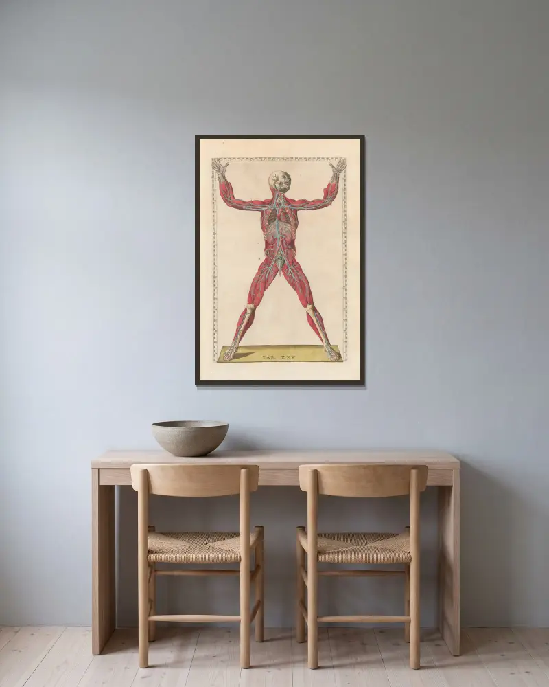 Bartolomeo Eustachis anatomiska planscher, romerska original, med nya förklaringar, plansch 25 av Pier Leone Ghezzi inramad på en vägg