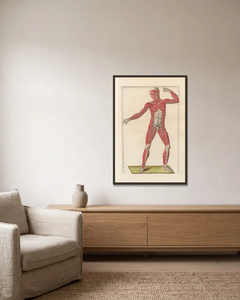 Bartholomaei Eustachii anatomici summi Romanae archetypae tabulae anatomicae novis explicationibus Pl.21 av Pier Leone Ghezzi inramad på en vägg