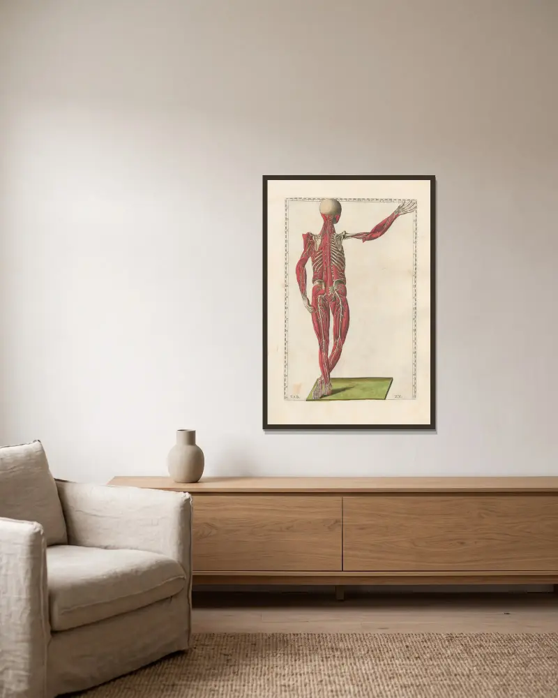 Bartholomaei Eustachii anatomici summi Romanae archetypae tabulae anatomicae novis explicationibus, Tafel 20 von Pier Leone Ghezzi gerahmt an einer Wand