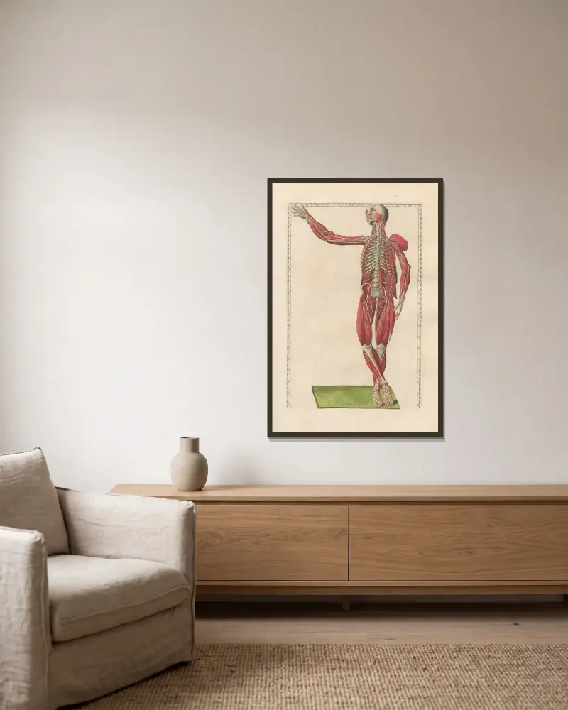 Bartholomaei Eustachii anatomici summi Romanae archetypae tabulae anatomicae novis explicationibus, Tafel 19 von Pier Leone Ghezzi gerahmt an einer Wand