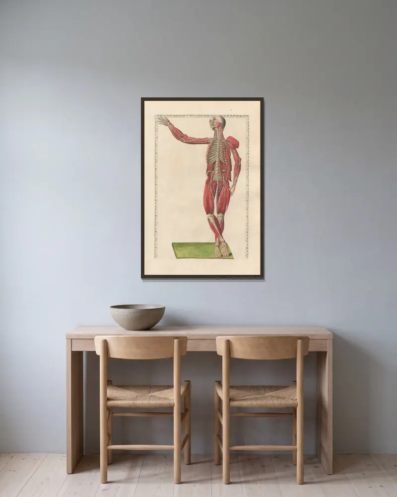 Bartholomaei Eustachii anatomici summi Romanae archetypae tabulae anatomicae novis explicationibus, Tafel 19 von Pier Leone Ghezzi gerahmt an einer Wand