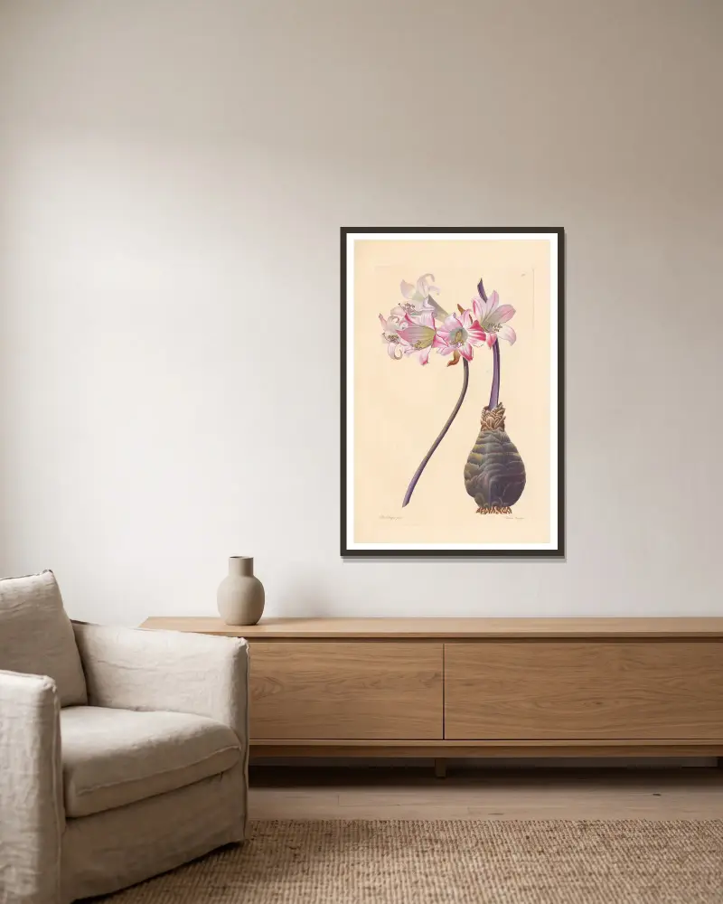 Amaryllis belladonna av Leopold Trattinnick inramad på en vägg