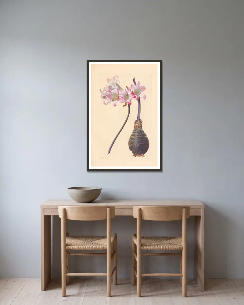 Amaryllis belladonna av Leopold Trattinnick inramad på en vägg
