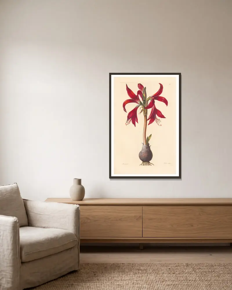 Amaryllis formosissima av Leopold Trattinnick inramad på en vägg