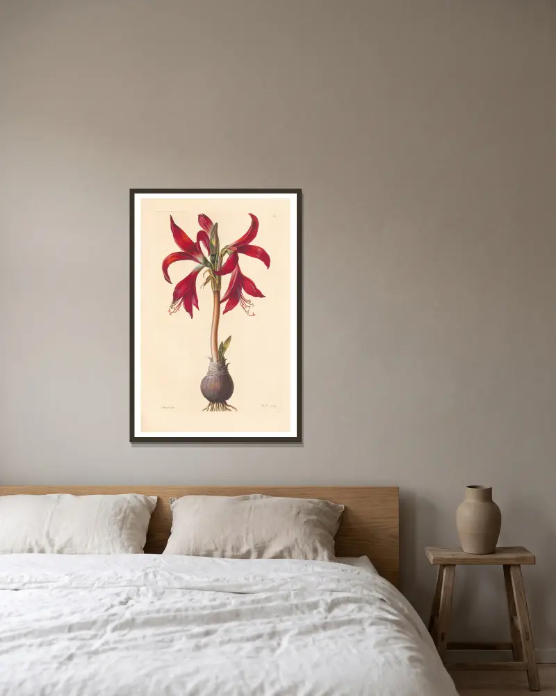 Amaryllis formosissima av Leopold Trattinnick inramad på en vägg