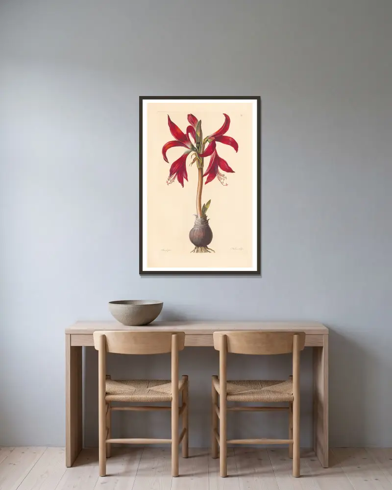 Amaryllis formosissima av Leopold Trattinnick inramad på en vägg