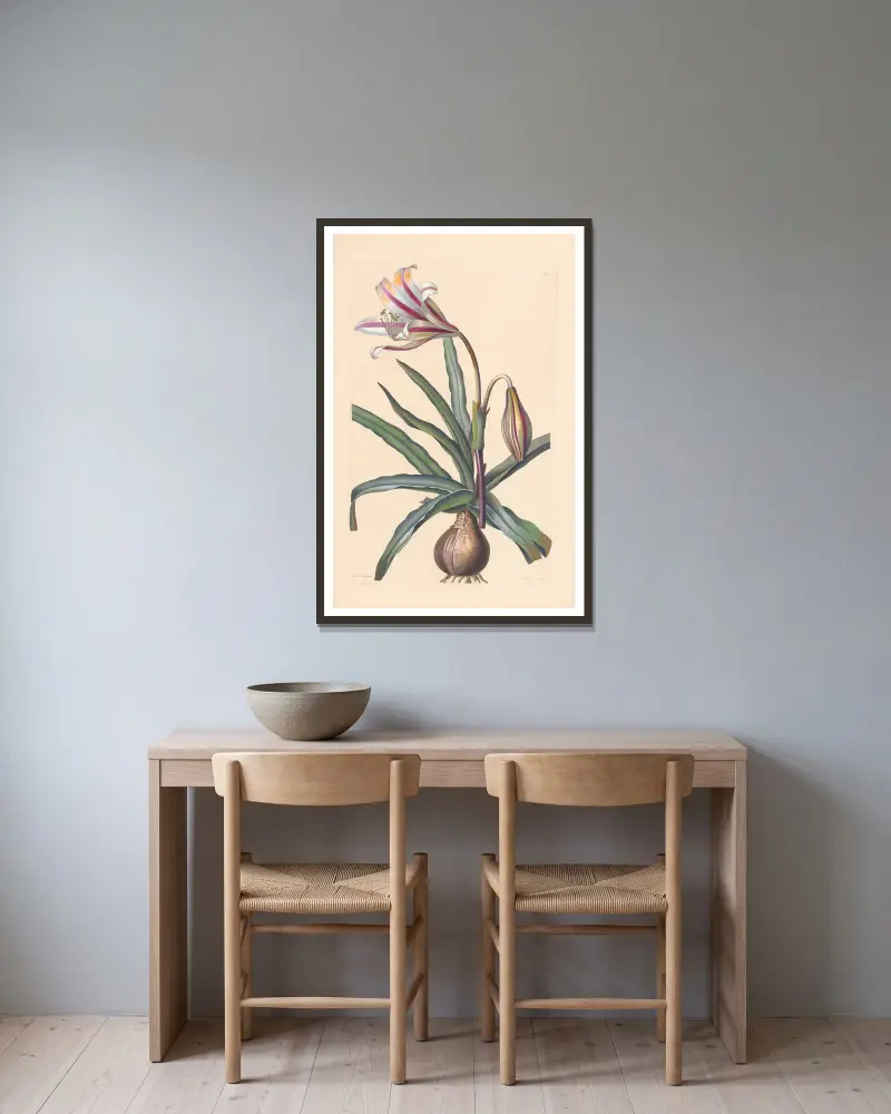 Amaryllis ornata von Leopold Trattinnick gerahmt an einer Wand