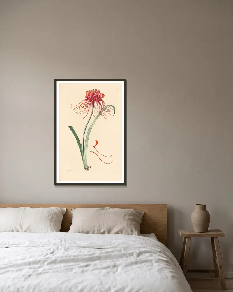 Amaryllis radiata von Leopold Trattinnick gerahmt an einer Wand